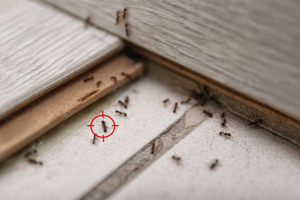 Best Best Pest Control Companies  in James Island, SC