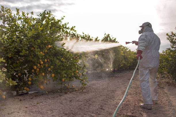 Best Affordable Pest Control Services  in James Island, SC