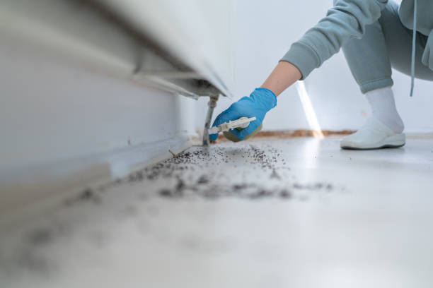 Best Wasp Removal Services  in James Island, SC